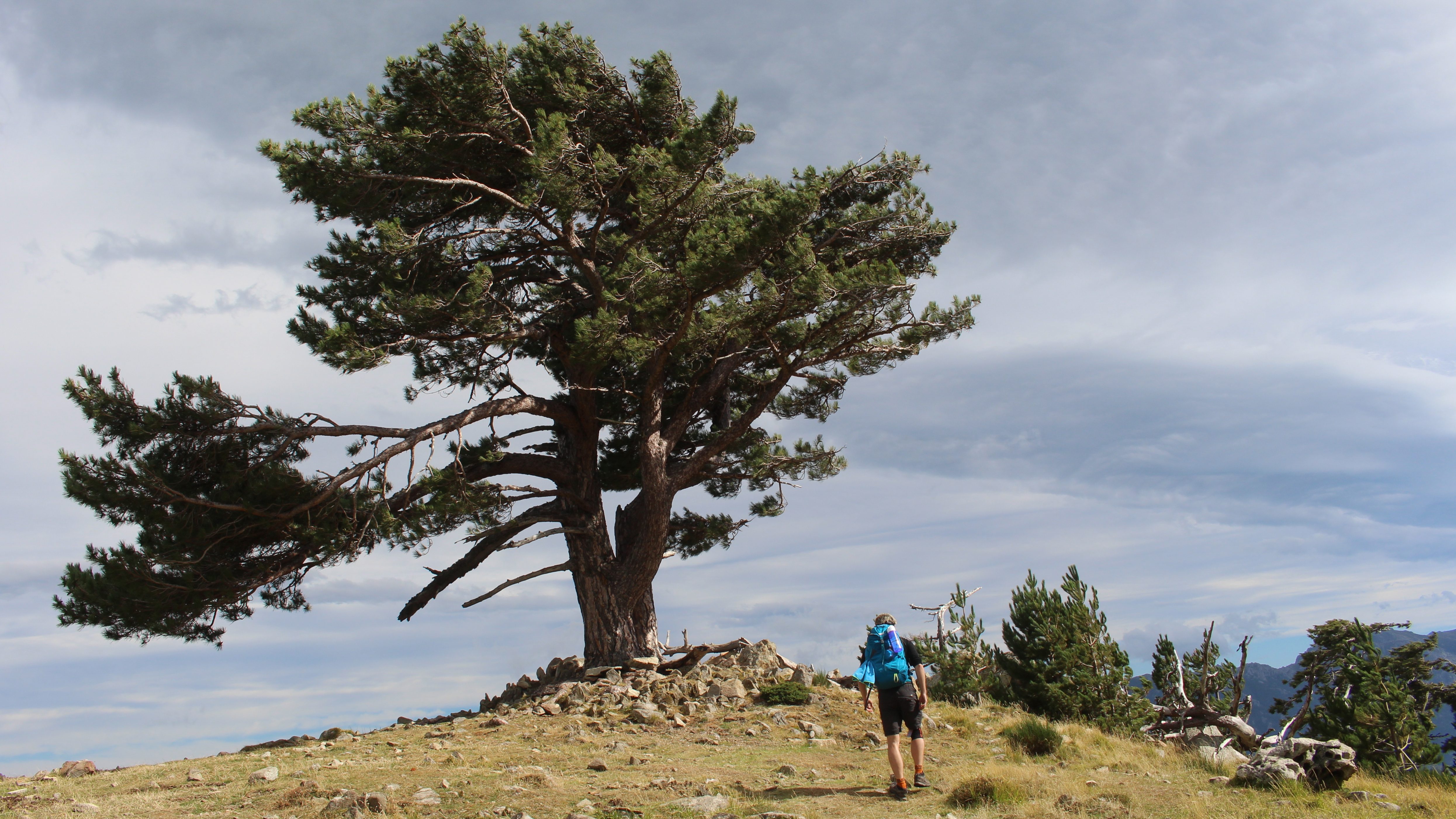 GR20 Vent Arbre Corse