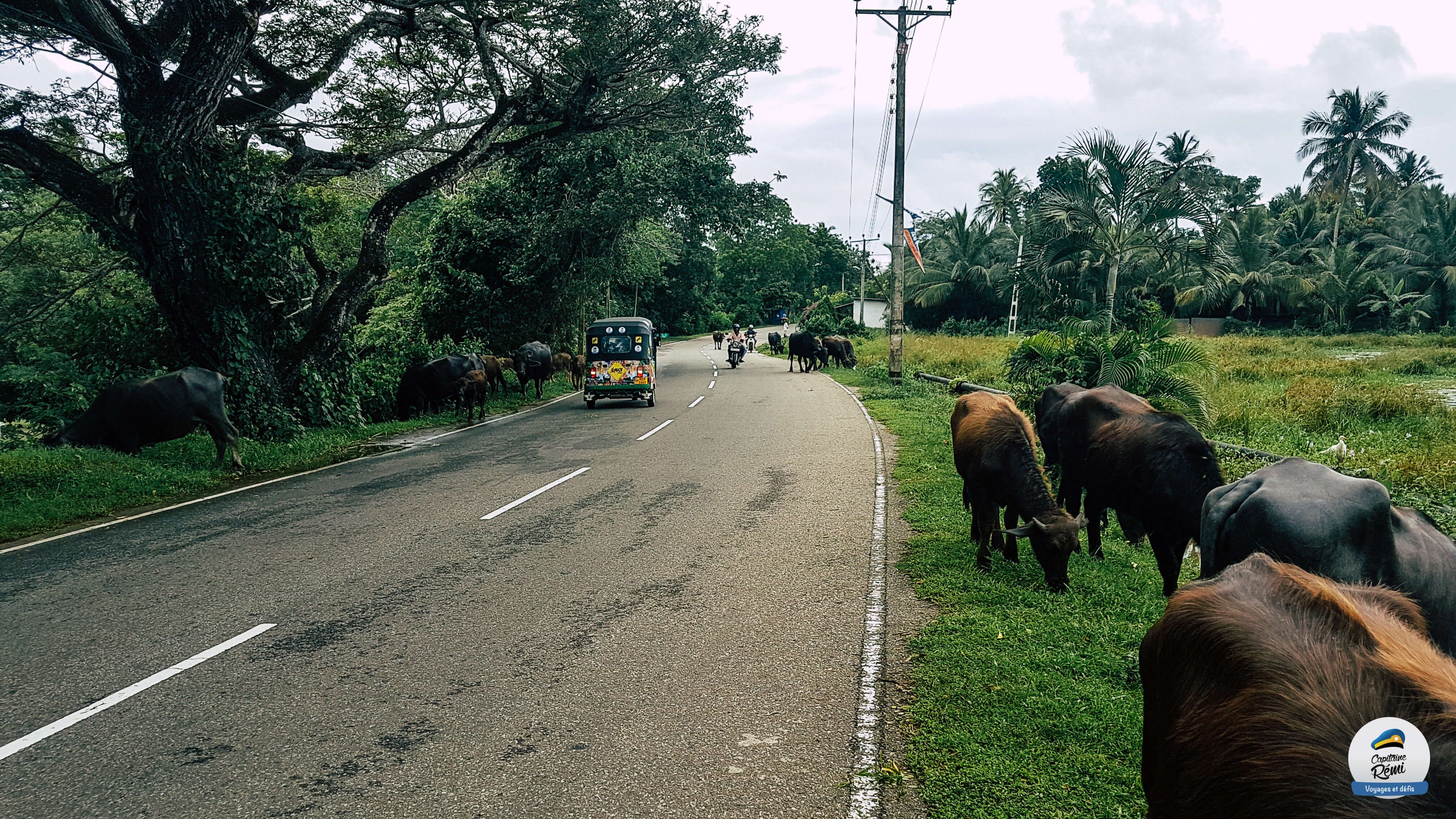 Les Routes cingalaises
