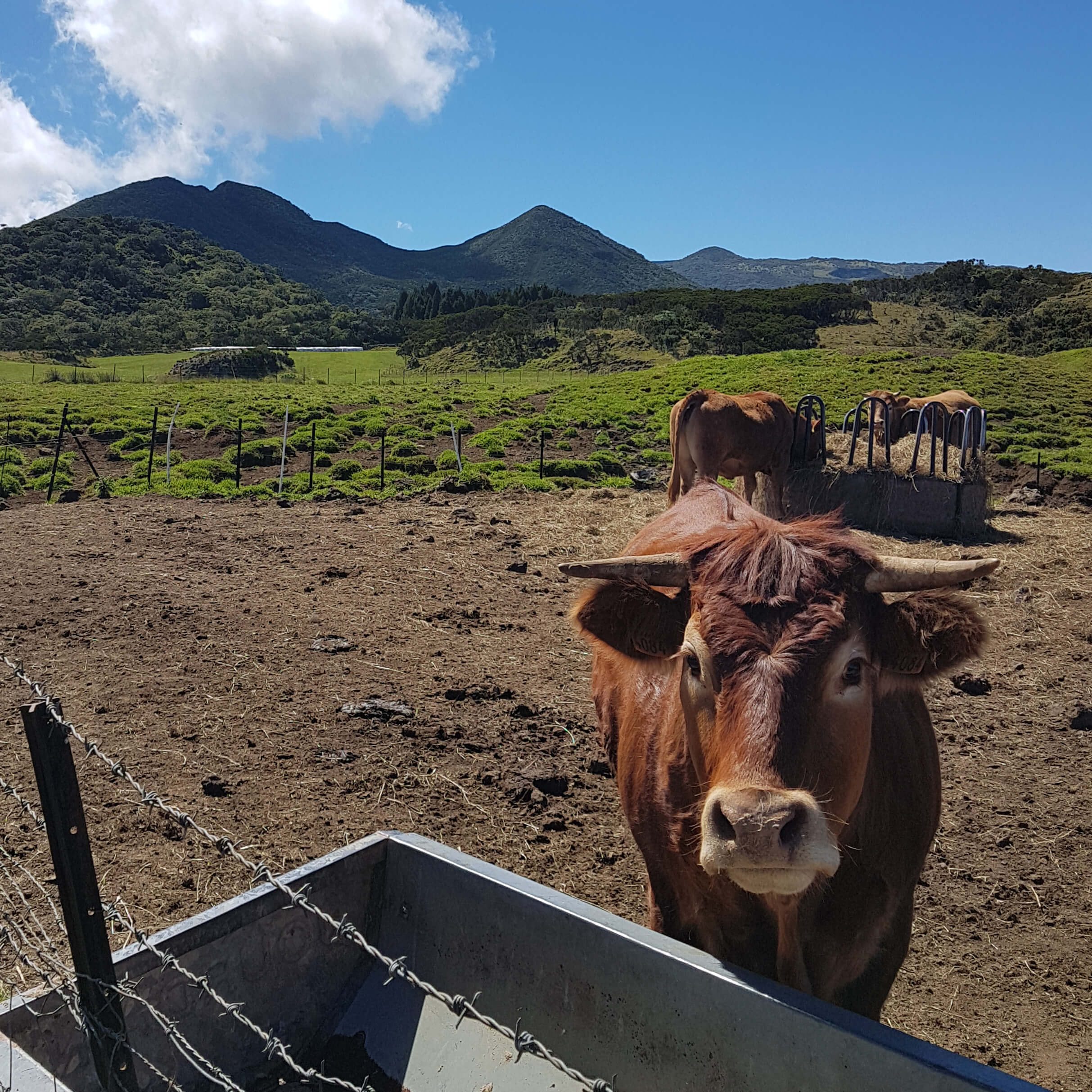 GR R2 : Du Piton des Neiges à Bourg Murat (étape 9)
