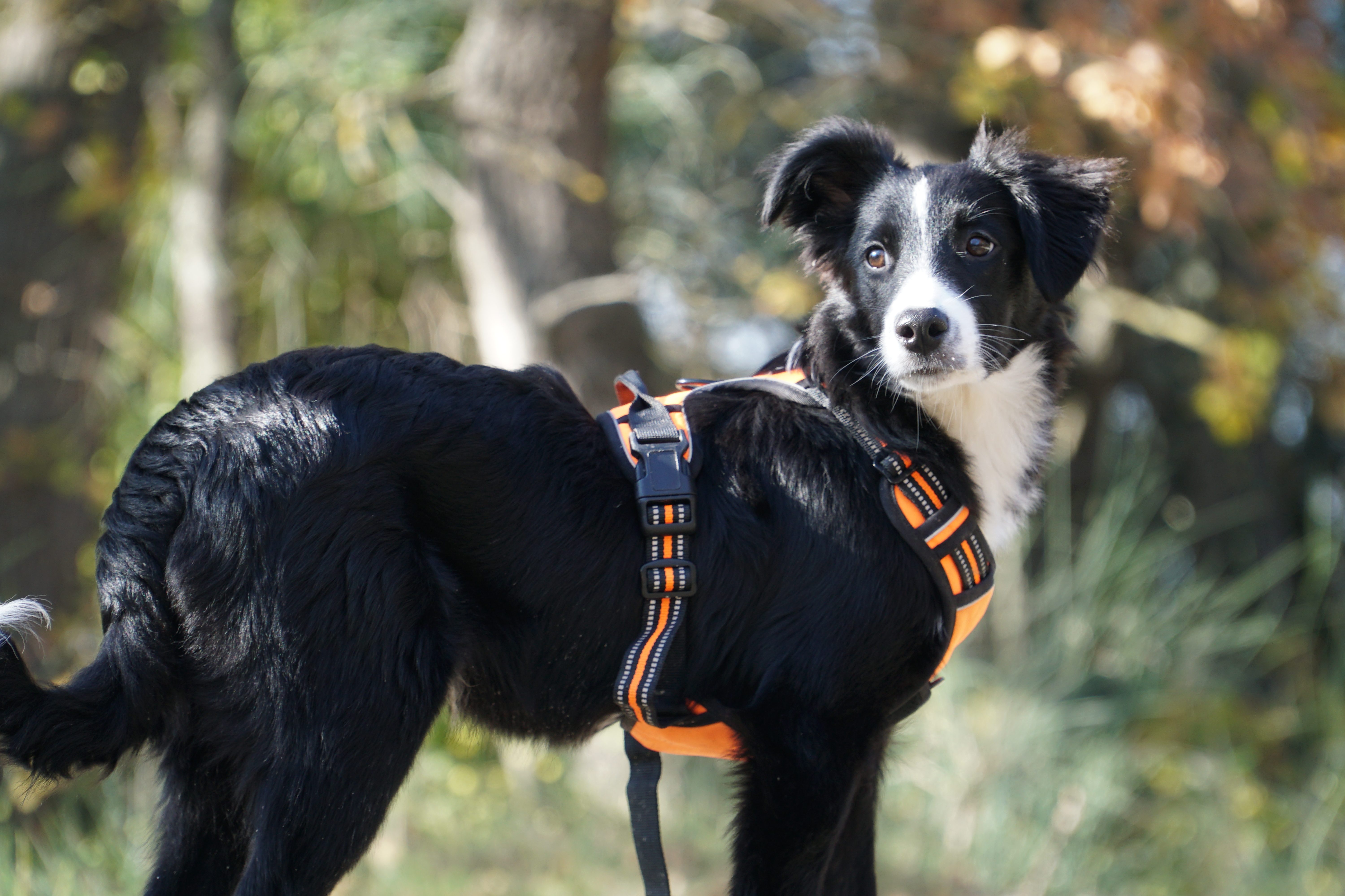 Spark - Chien Capitaine Rémi