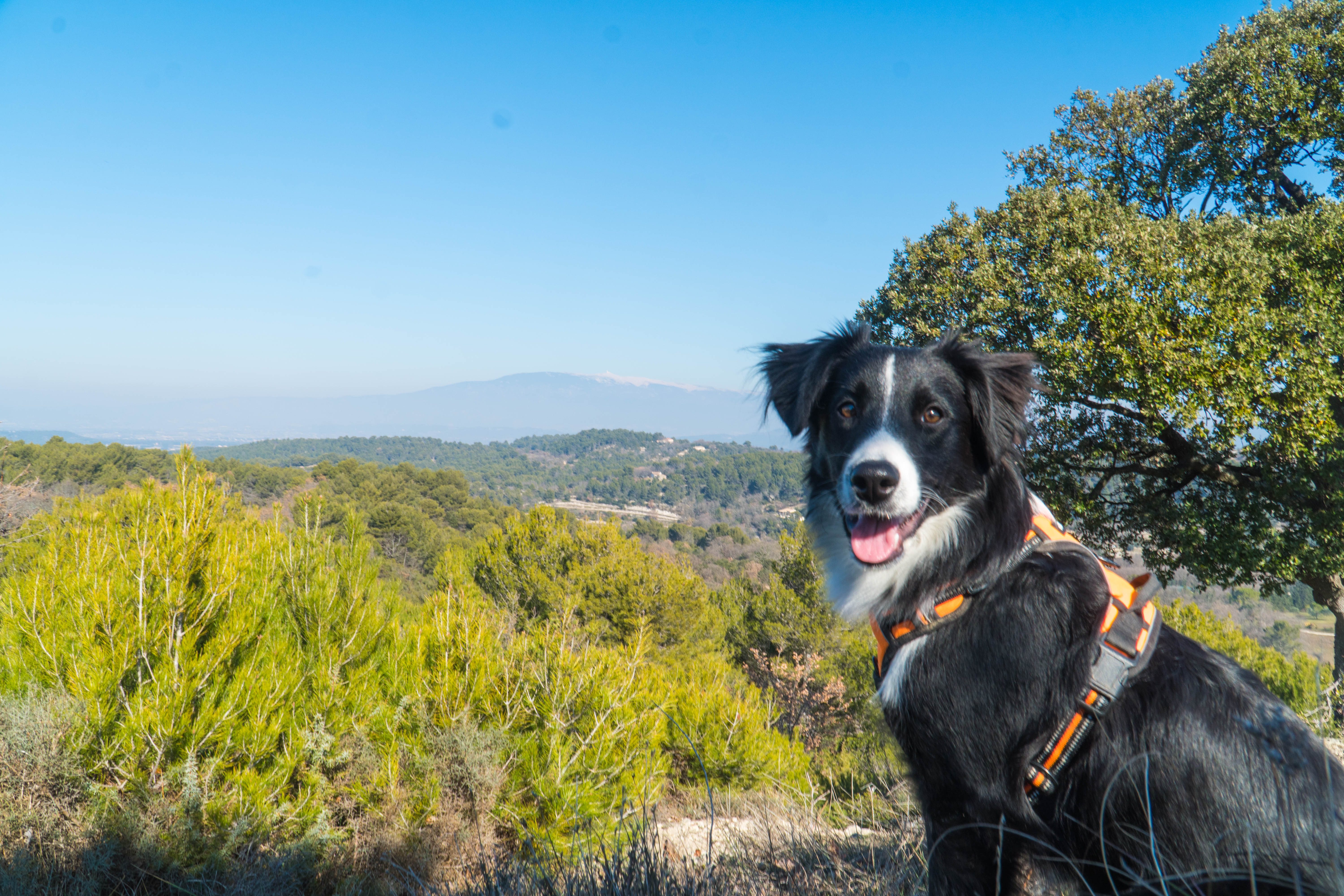 Vue sur le Mont Ventoux